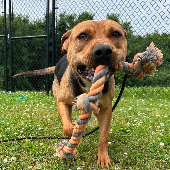 Ramone, a Adoptable Pit Bull Terrier in Springdale, AR image 5/6