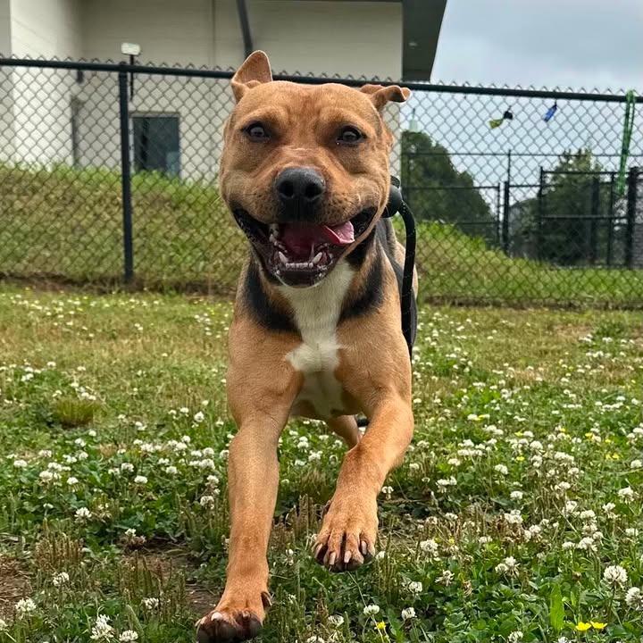 Ramone, a Adoptable Pit Bull Terrier in Springdale, AR image 6/6