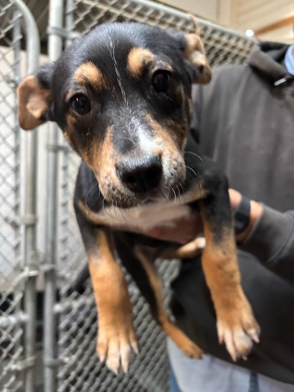Enlarge Luna, a Adopted Mixed Breed in Cockrell Hill, TX image 1/1