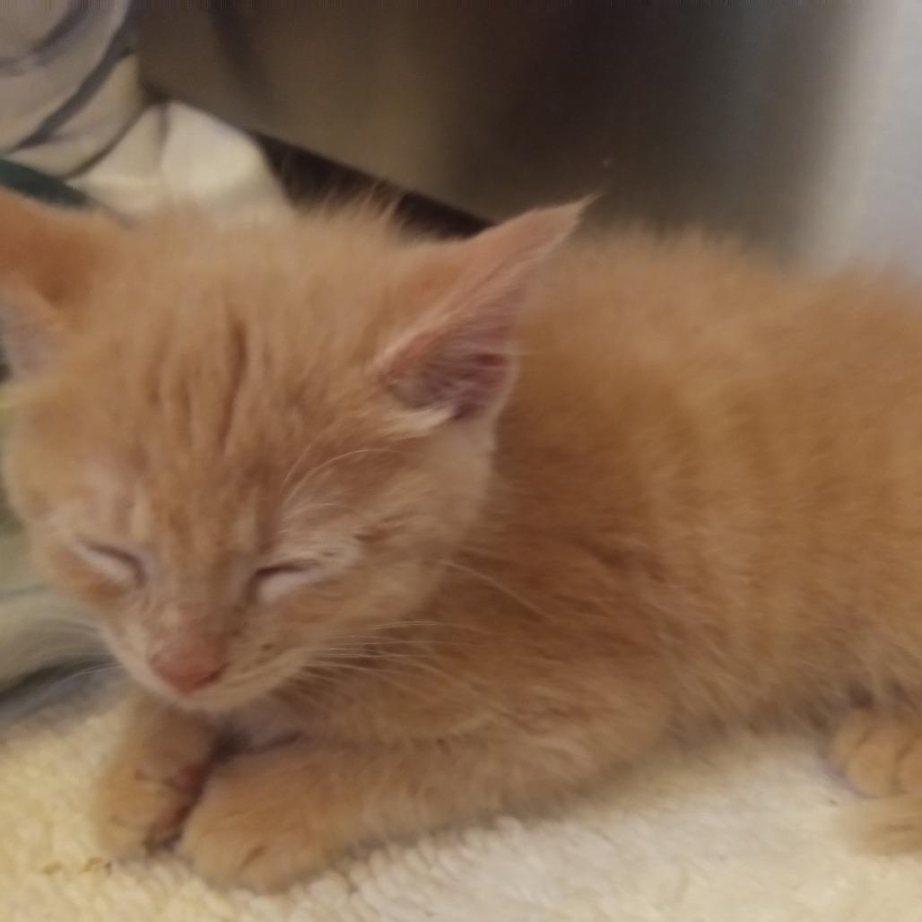 Sassy, an adopted Domestic Medium Hair in Crookston, MN image 2/2