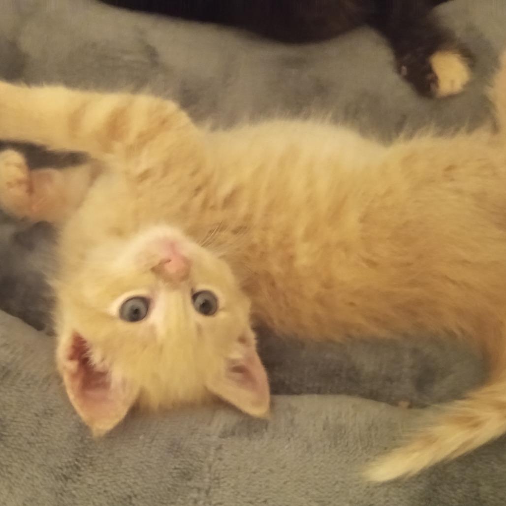 Sassy, adopted, Young Female Domestic Medium Hair.