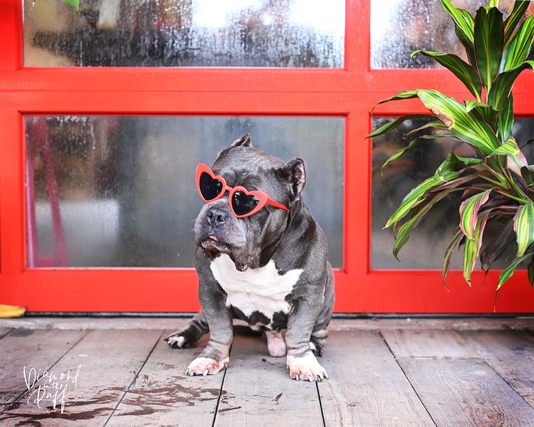 Enlarge Vegas, a Adoptable American Bully in New Port Richey, FL image 2/5