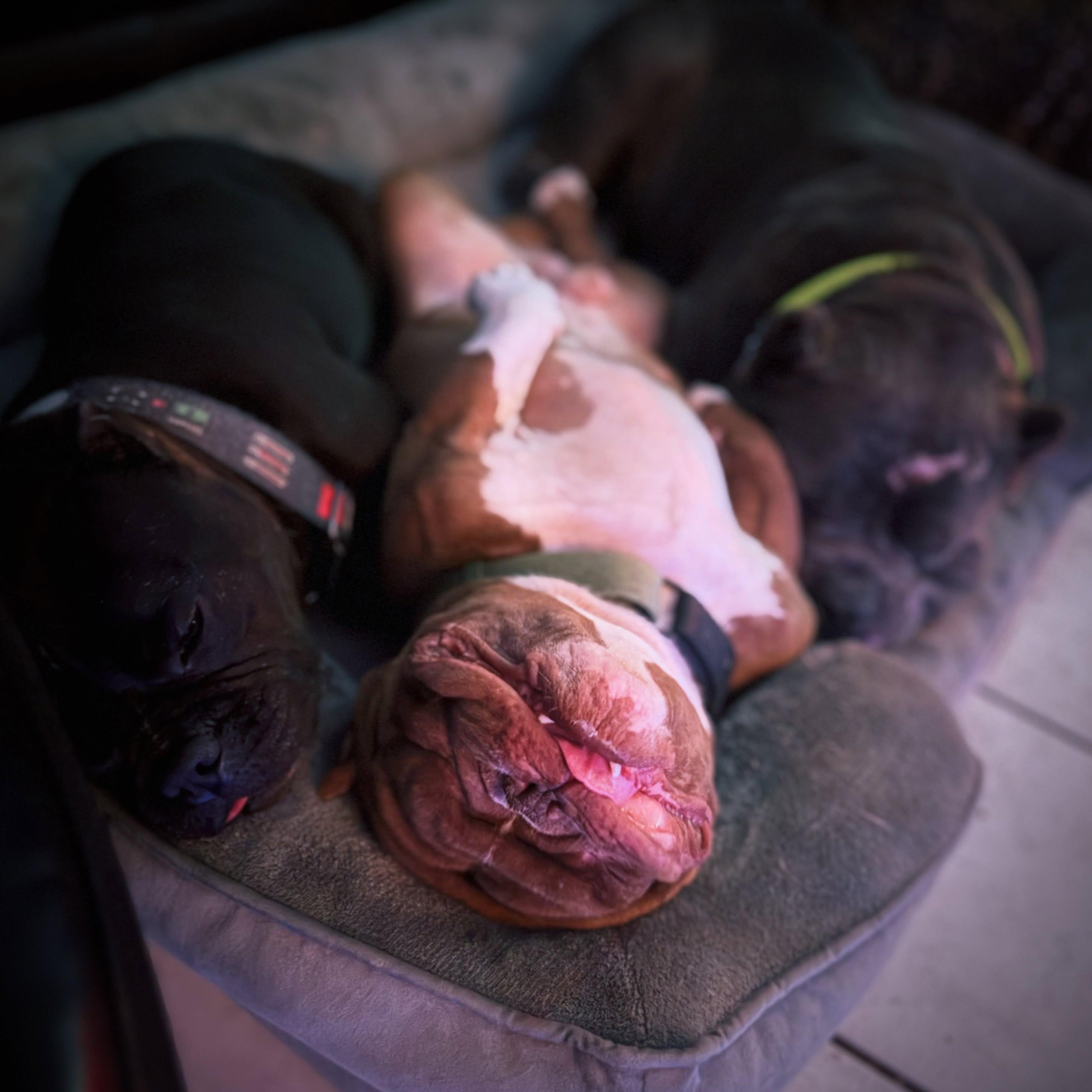 Enlarge Vegas, a Adoptable American Bully in New Port Richey, FL image 4/5