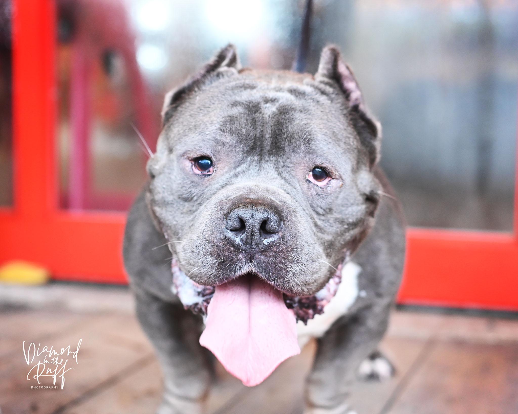 Enlarge Vegas, a Adoptable American Bully in New Port Richey, FL image 5/5