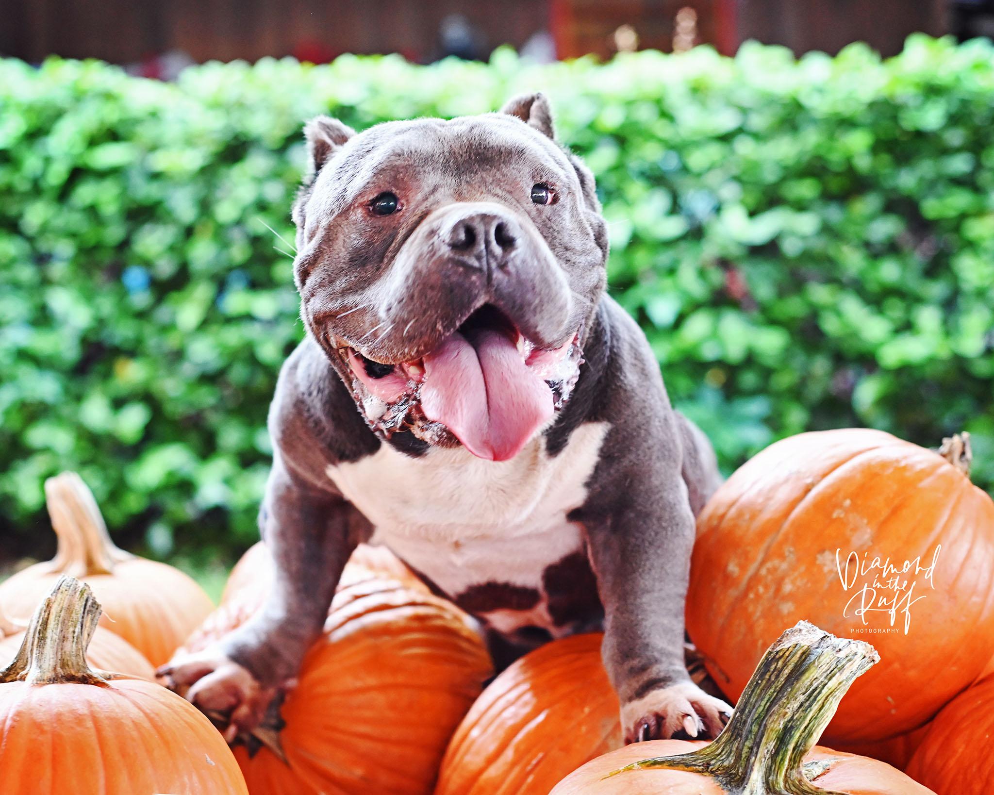 Enlarge Vegas, a Adoptable American Bully in New Port Richey, FL image 3/5