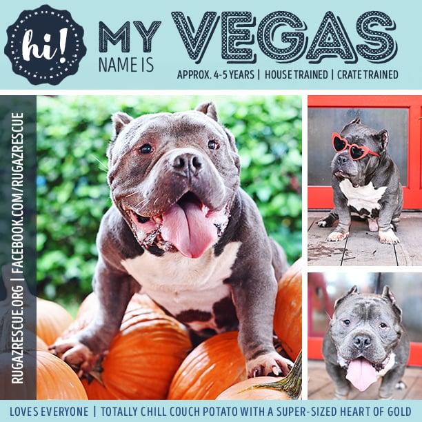 Vegas, Adoptable, Adult Male American Bully.