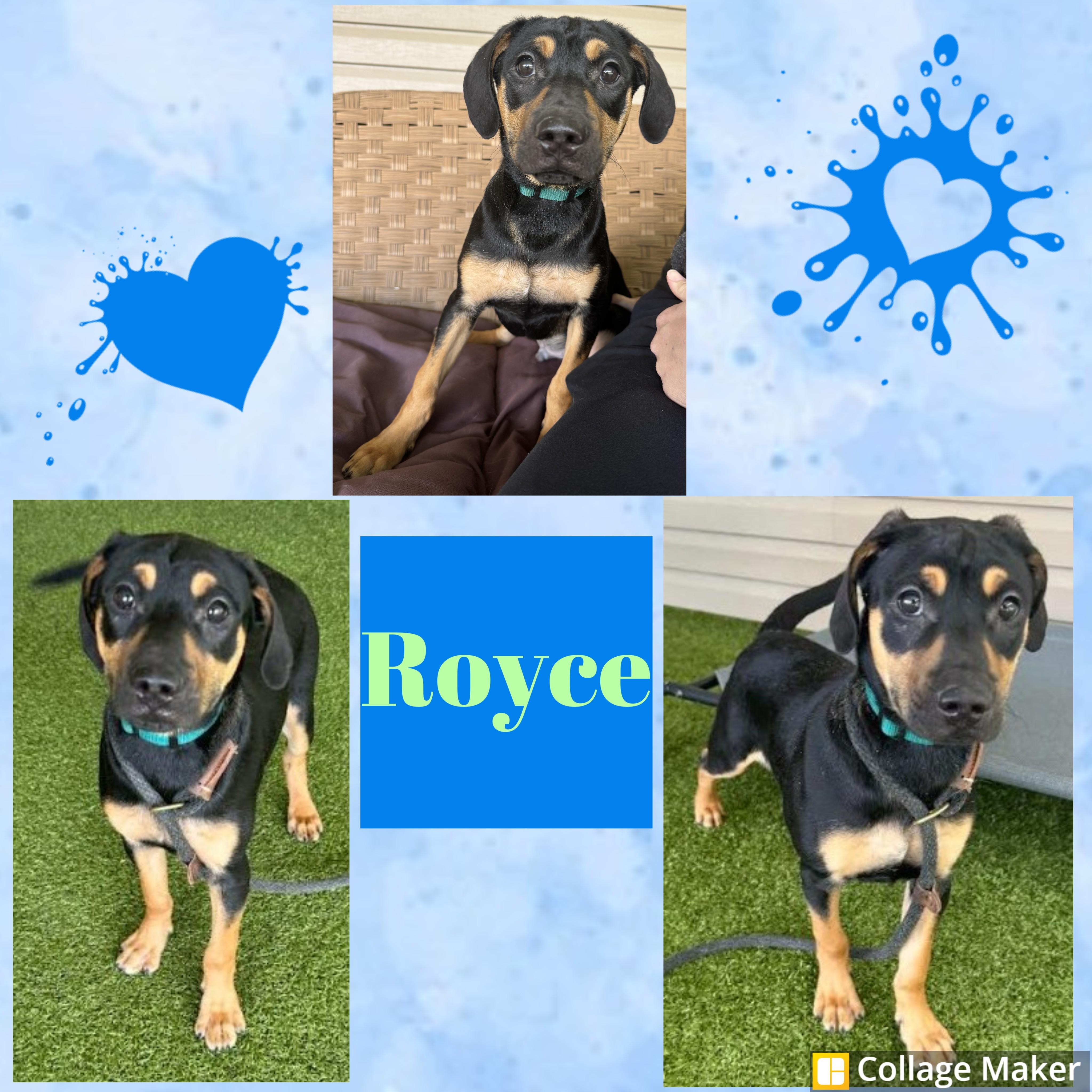 Royce, ADOPTABLE, Puppy Male Labrador Retriever & Rottweiler.