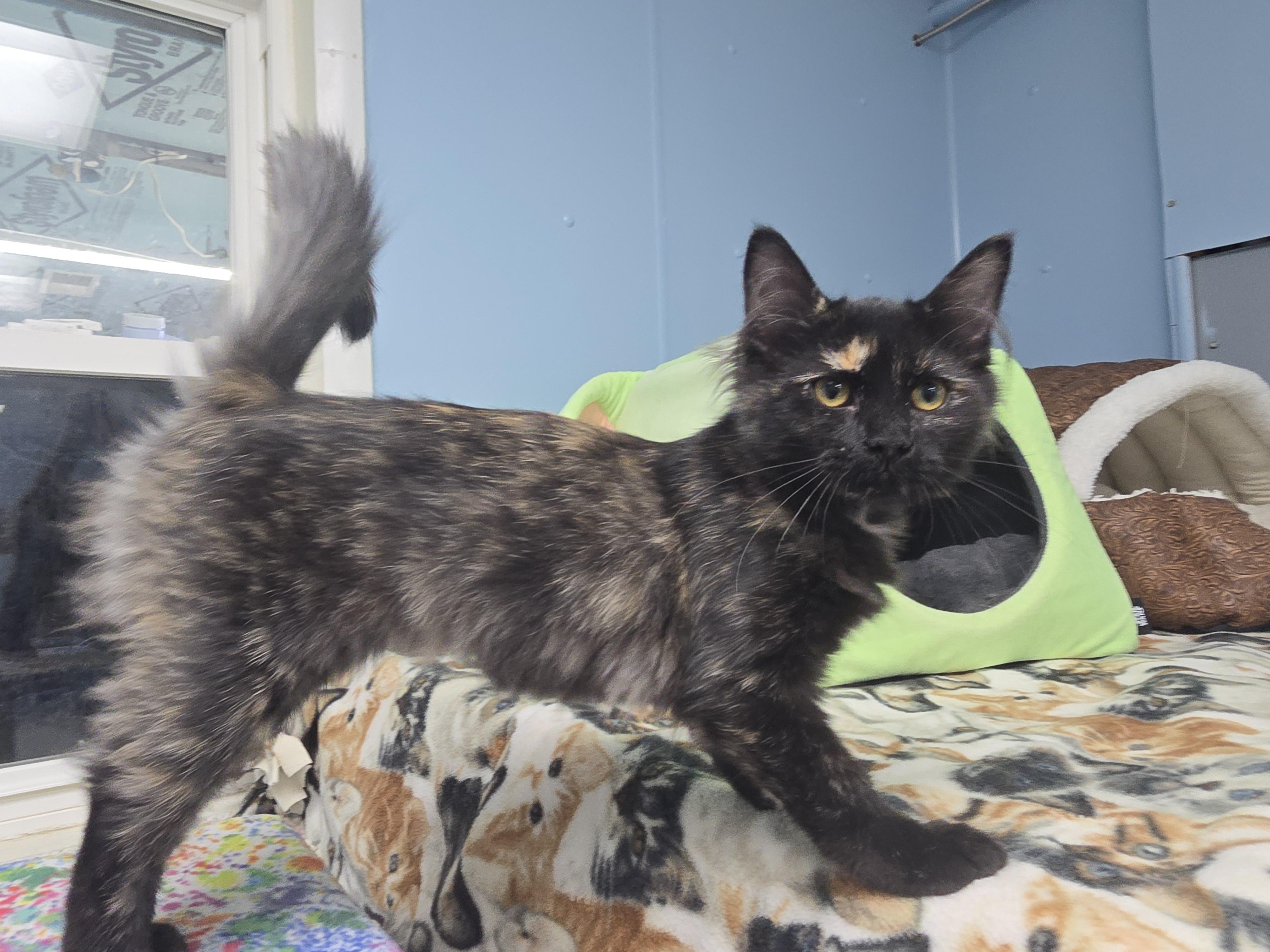Aspen, Adopted, Kitten Female Domestic Medium Hair.