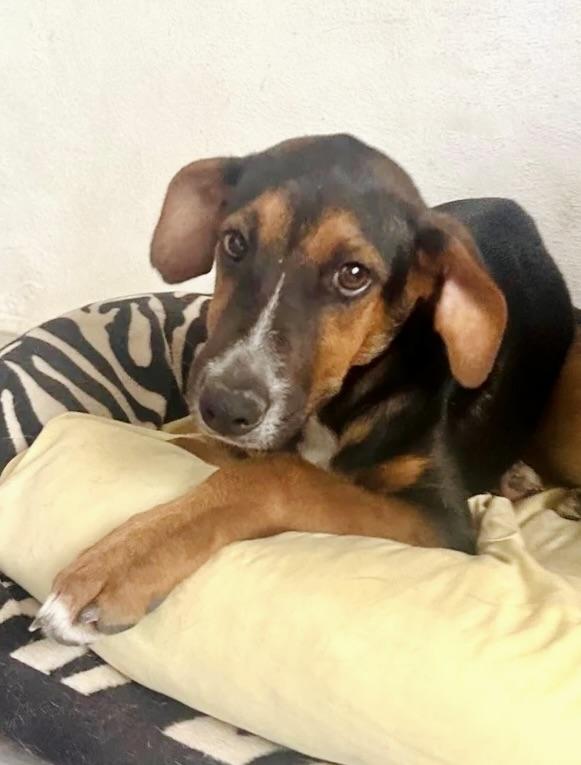 Saint, a Adoptable mixed breed in San Diego, CA image 4/6