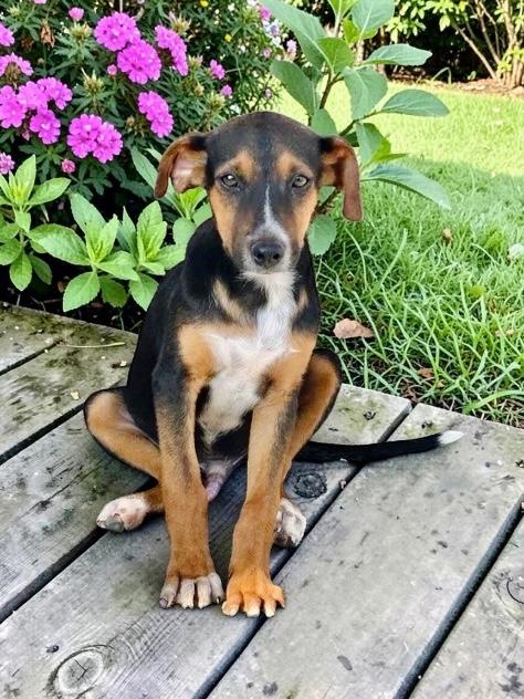 Saint, a Adoptable mixed breed in San Diego, CA image 2/6