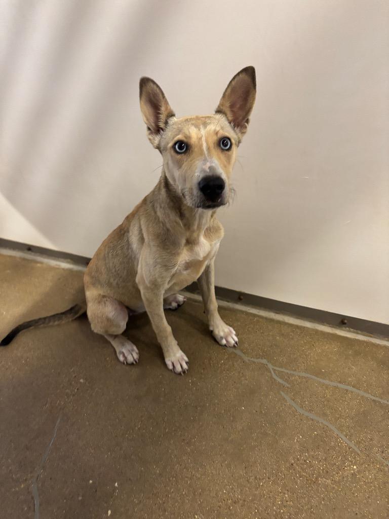 Mousie, Adoptable, Young Female Cattle Dog & Husky.