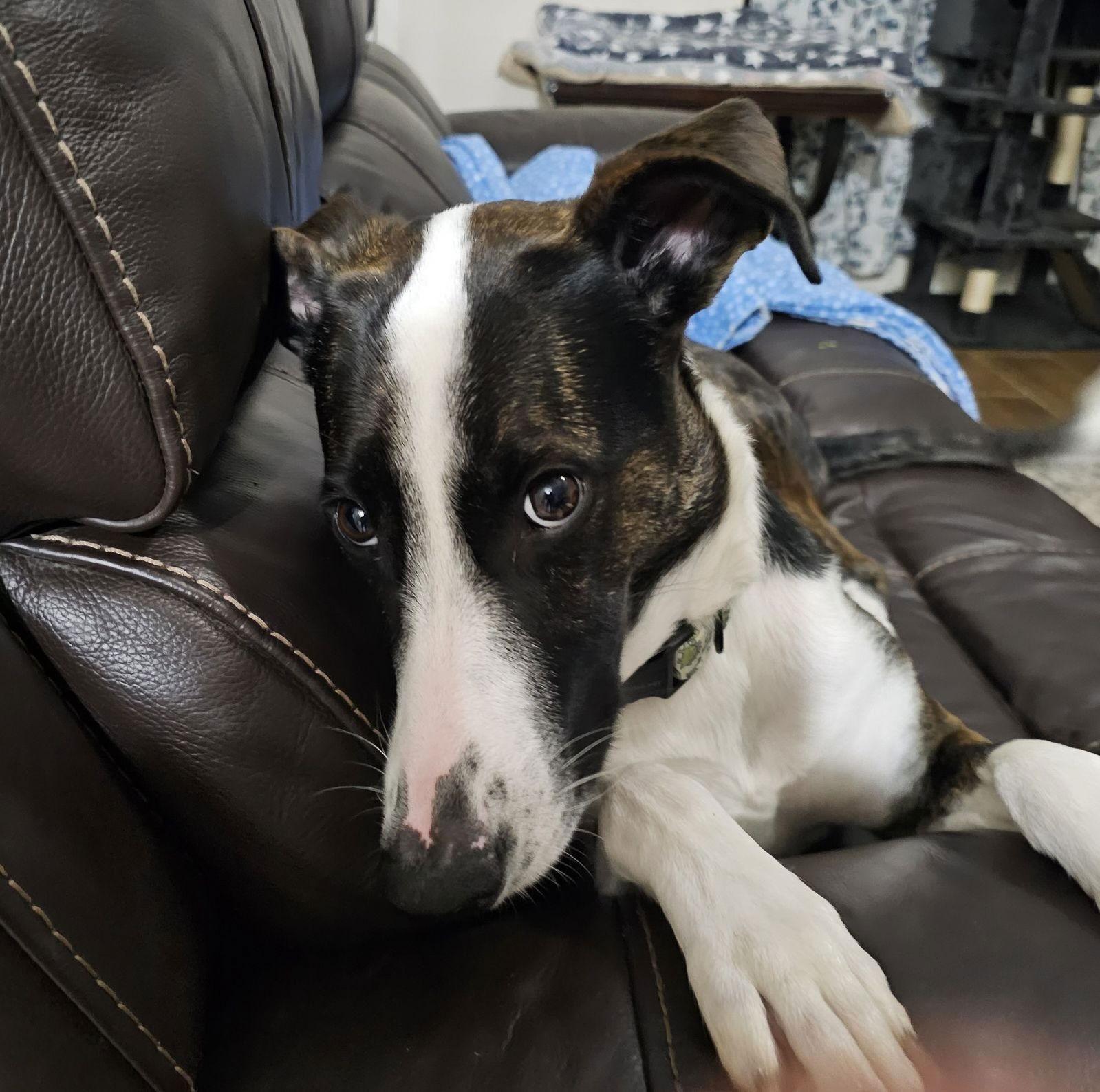 Cane, a Adoptable German Shepherd Dog in Pearland, TX image 1/3