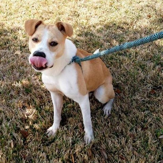 Enlarge Norton, a Adoptable mixed breed in Beaumont, TX image 1/5
