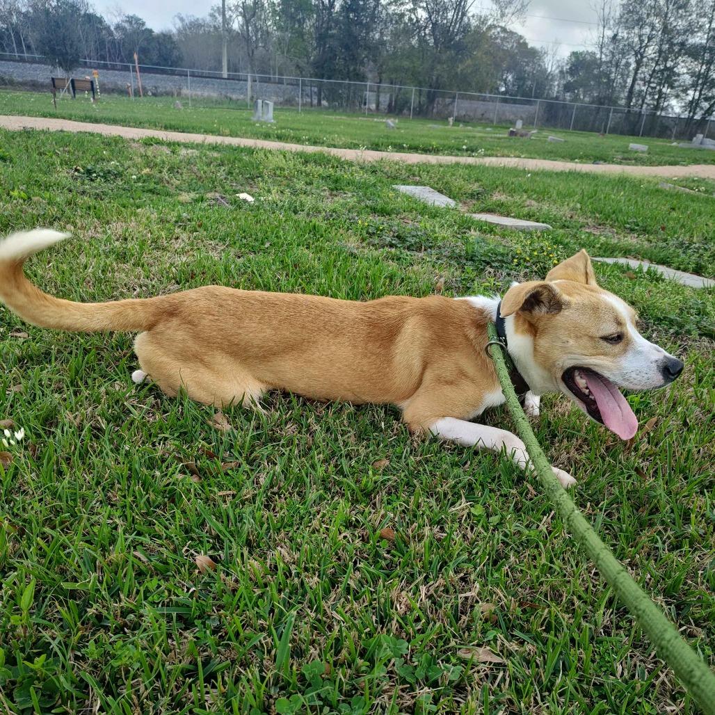 Enlarge Norton, a Adoptable mixed breed in Beaumont, TX image 2/5