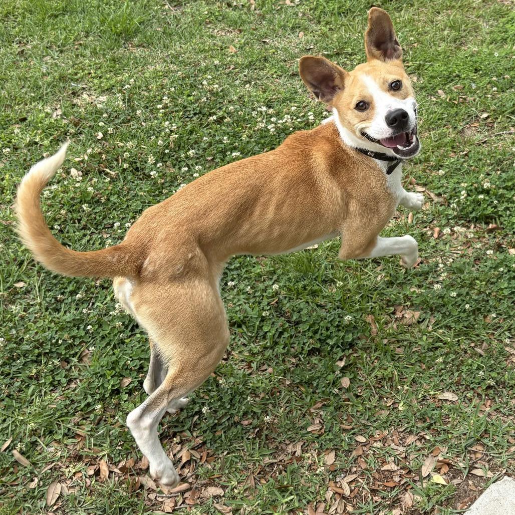 Enlarge Norton, a Adoptable mixed breed in Beaumont, TX image 3/6
