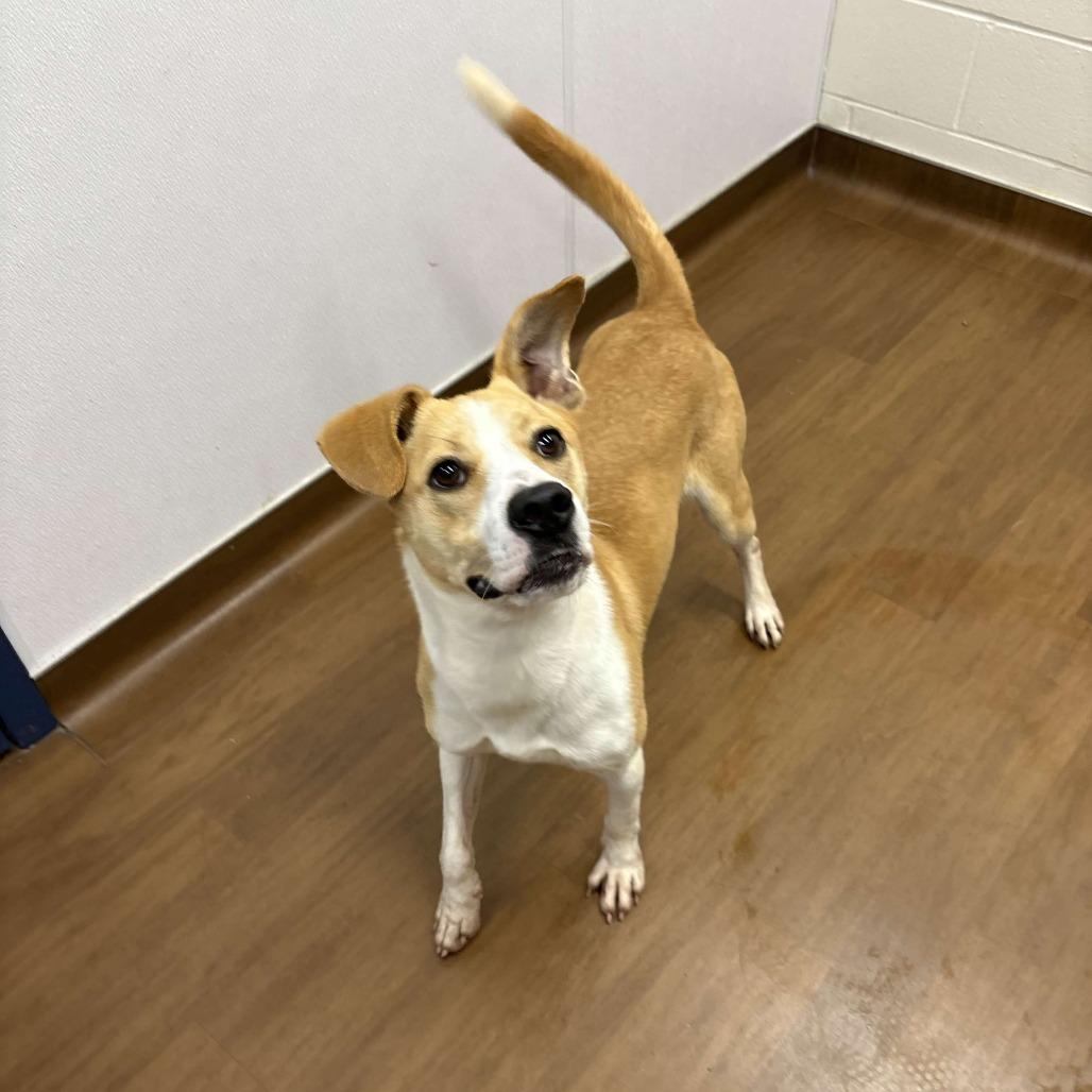 Enlarge Norton, a Adoptable mixed breed in Beaumont, TX image 3/5