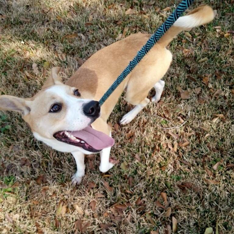 Enlarge Norton, a Adoptable mixed breed in Beaumont, TX image 4/5
