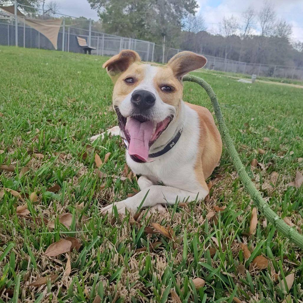 Enlarge Norton, a Adoptable mixed breed in Beaumont, TX image 5/5