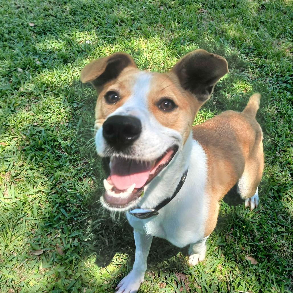 Norton, a Adoptable mixed breed in Beaumont, TX image 6/6