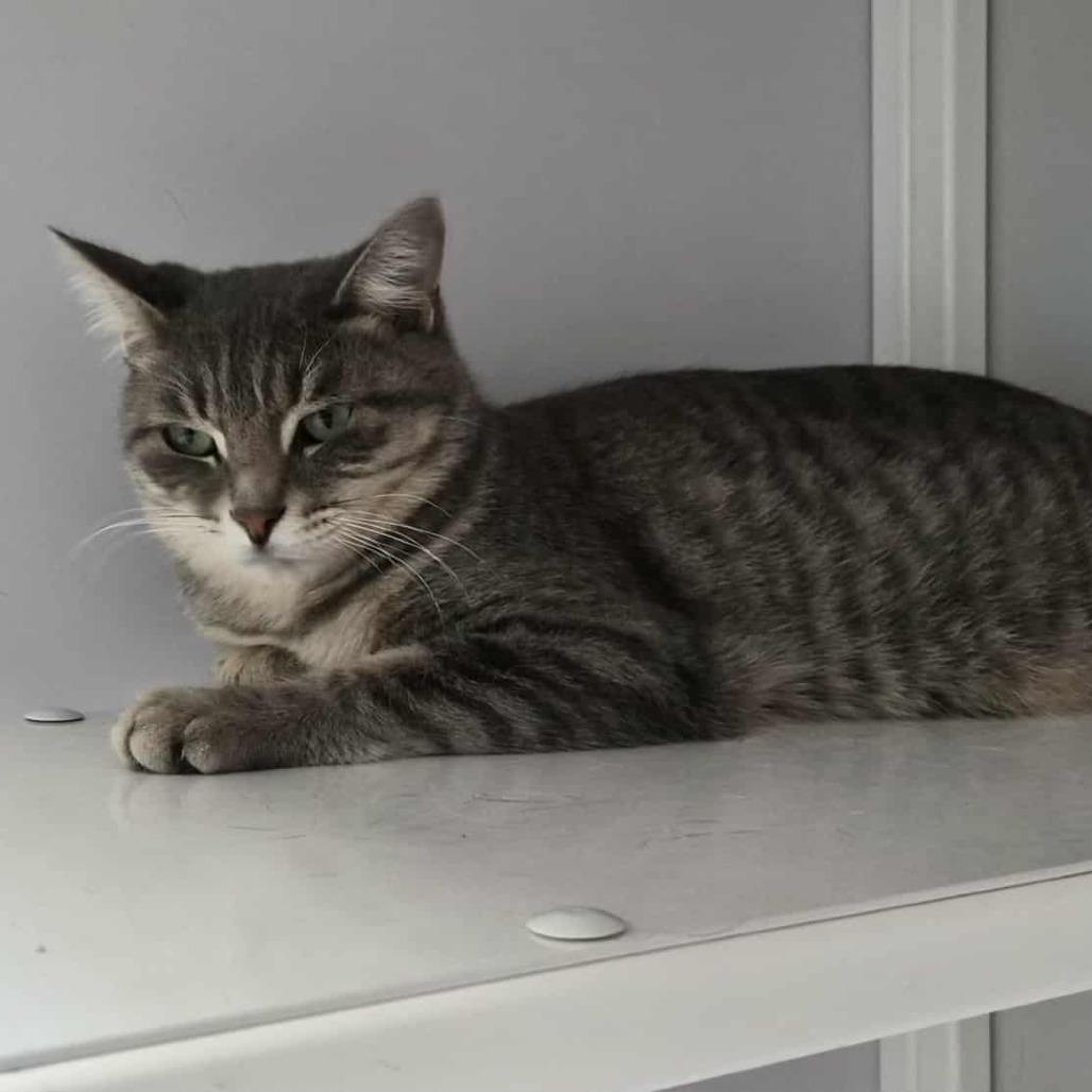 Enlarge Roddy, a Adoptable Domestic Short Hair in Las Cruces, NM image 1/6