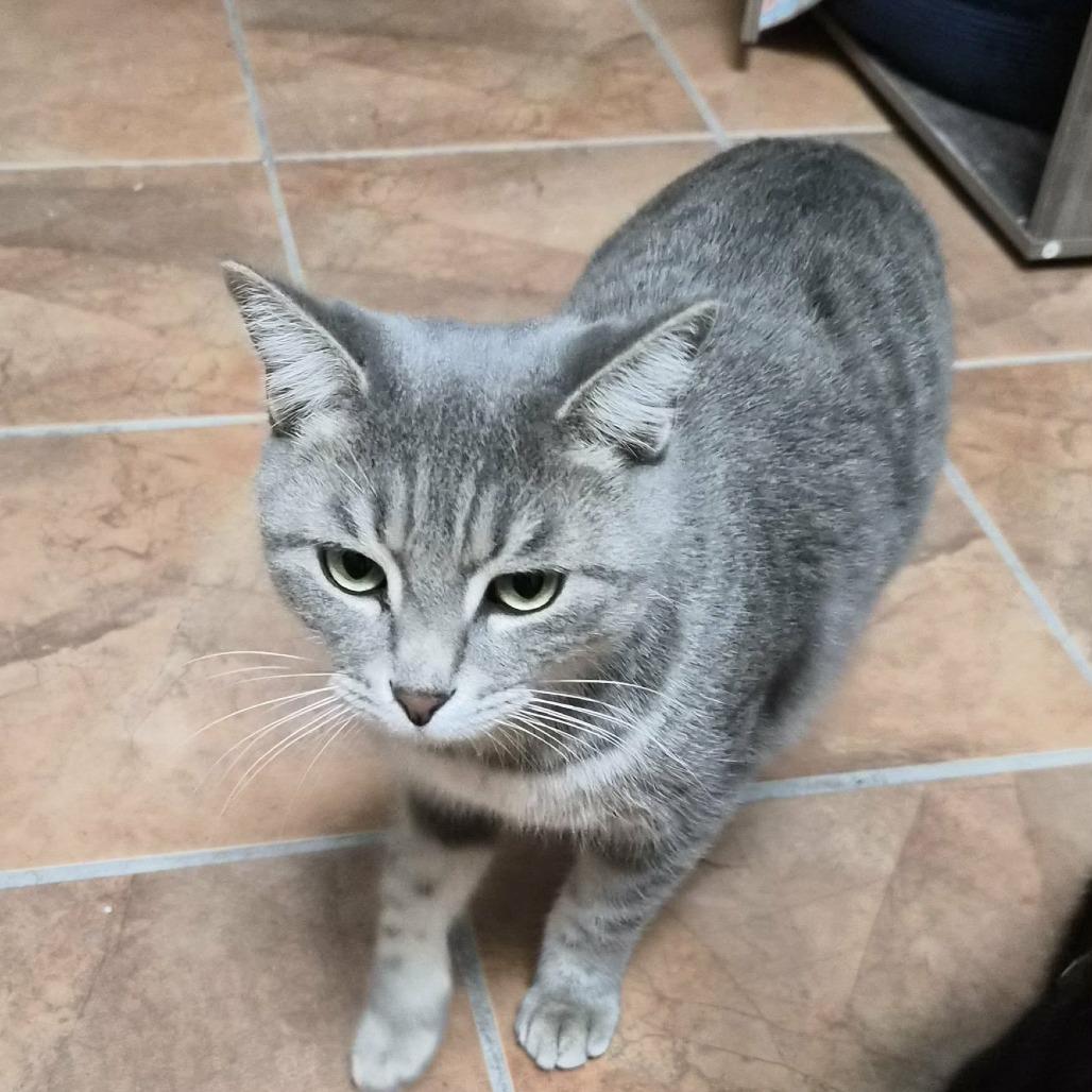 Enlarge Roddy, a Adoptable Domestic Short Hair in Las Cruces, NM image 3/6