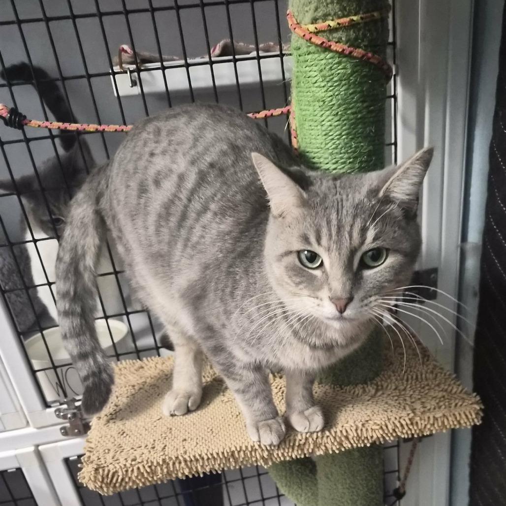 Enlarge Roddy, a Adoptable Domestic Short Hair in Las Cruces, NM image 4/6