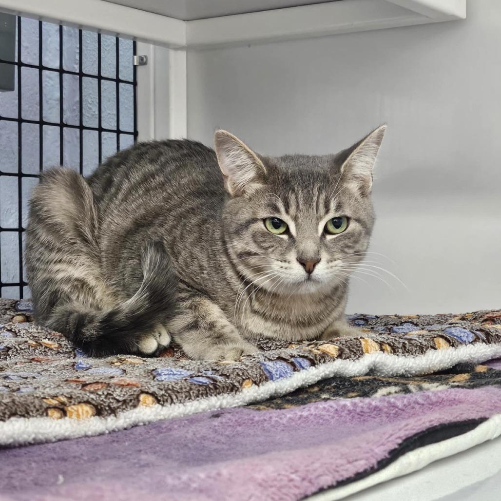 Enlarge Roddy, a Adoptable Domestic Short Hair in Las Cruces, NM image 5/6