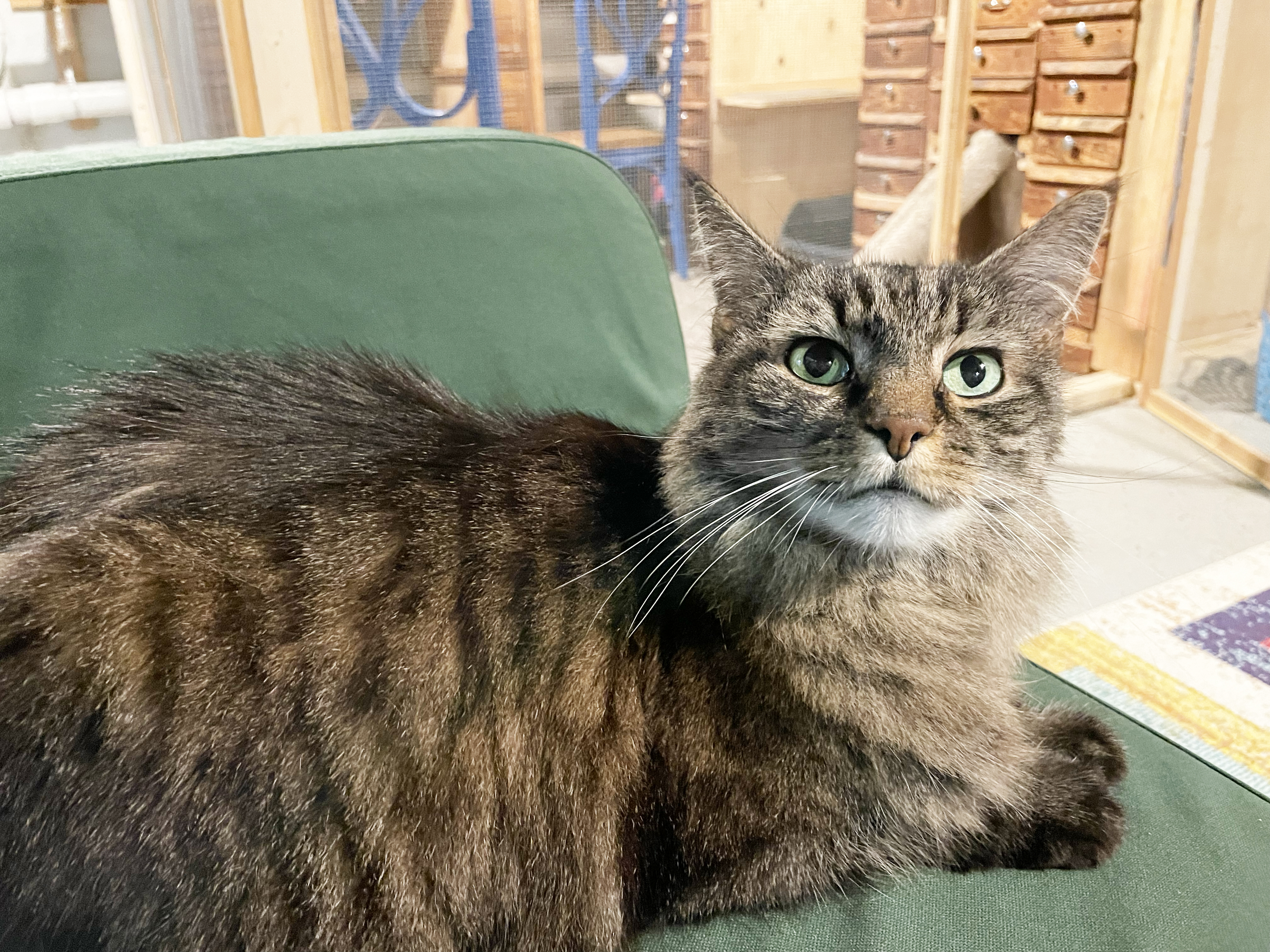 Enlarge Destiny Linmore, a Adoptable Domestic Short Hair in Philadelphia, PA image 2/3