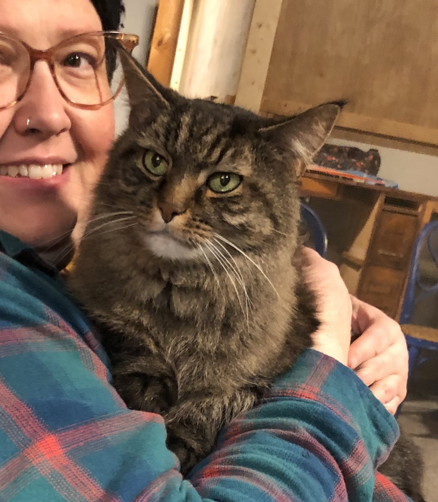 Enlarge Destiny Linmore, a Adoptable Domestic Short Hair in Philadelphia, PA image 1/3