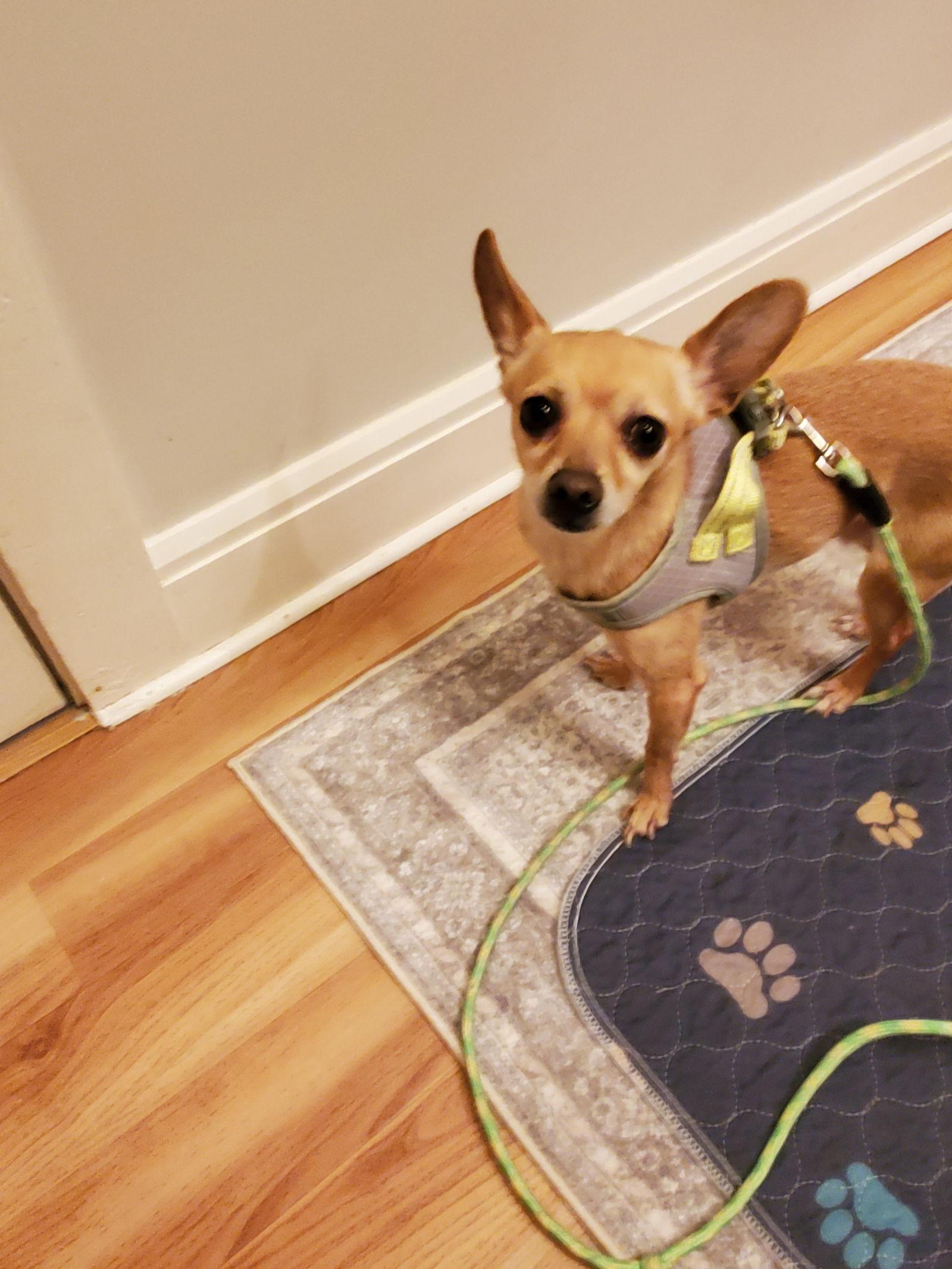 Kato Giblet — thumbnail 3