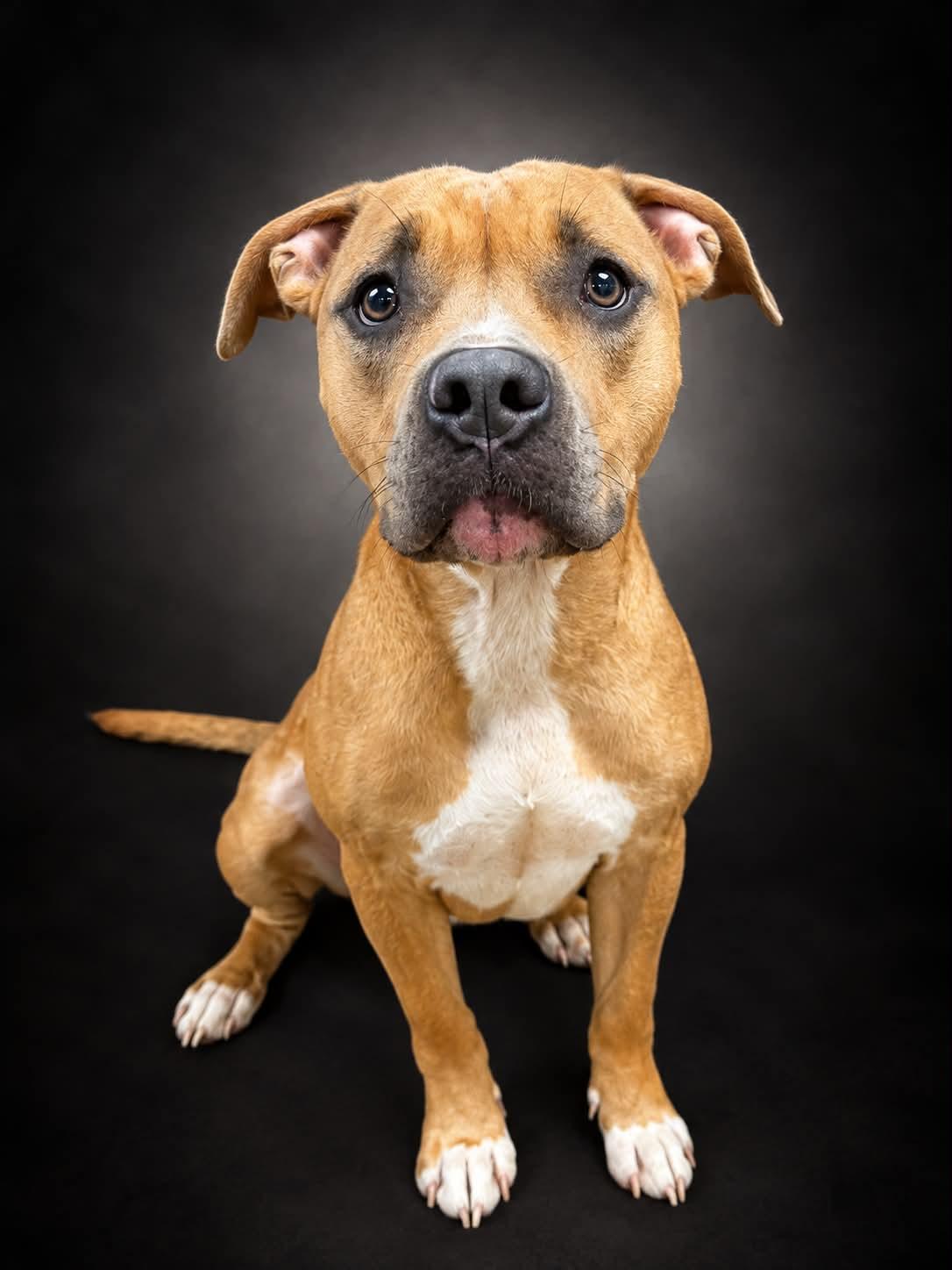 Enlarge Ivy, a Adoptable mixed breed in Shelbyville, KY image 2/2