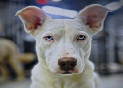 Kia, adopted, Young Female Husky.