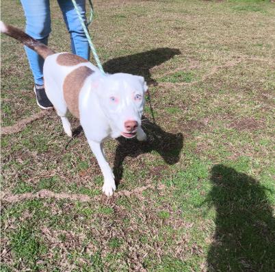 Enlarge Kia, an adopted mixed breed in Roswell, GA image 2/3
