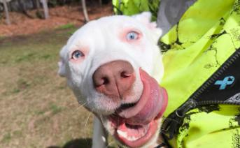Enlarge Kia, an adopted mixed breed in Roswell, GA image 3/3