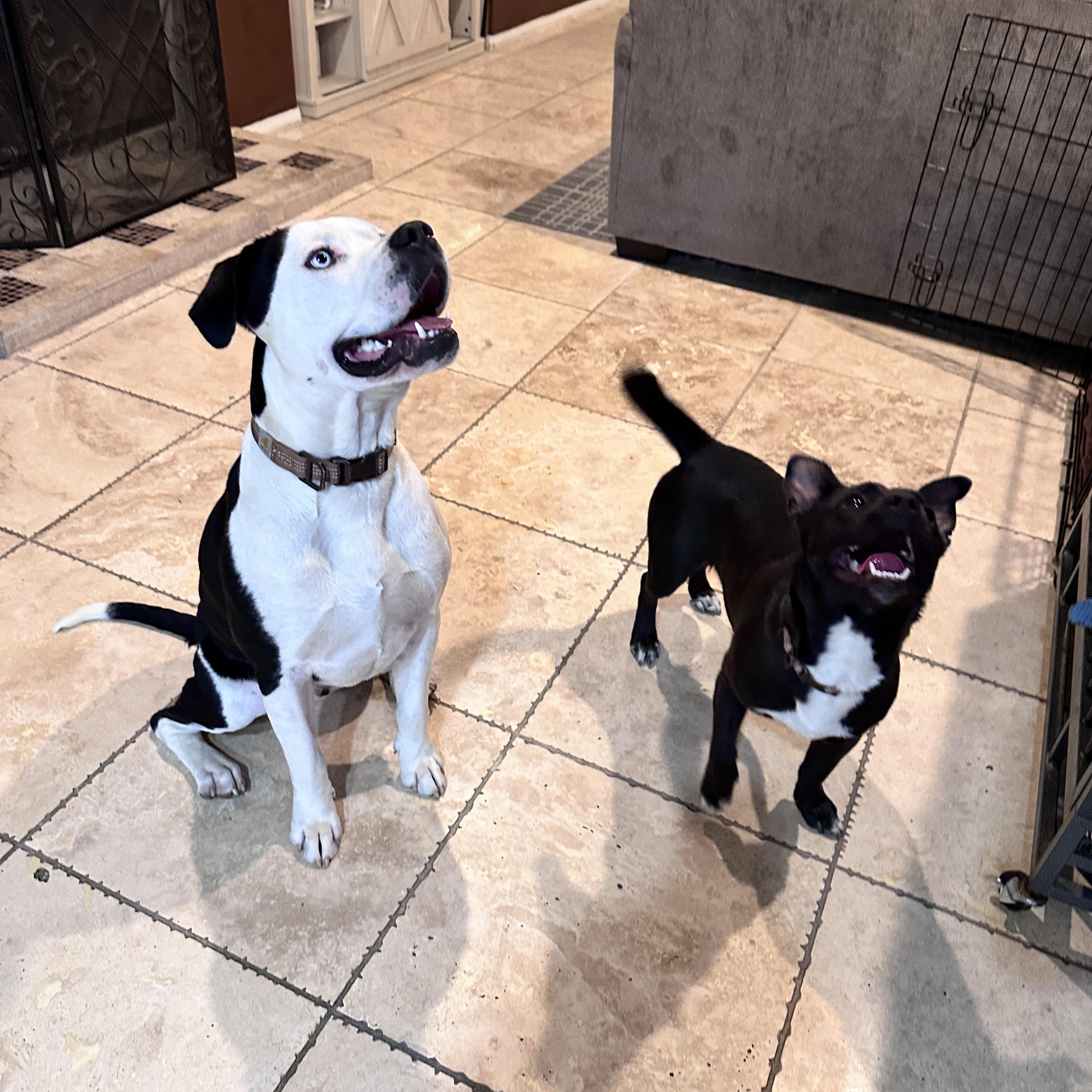 Hugo, a Adoptable mixed breed in Rancho Cucamonga, CA image 2/5