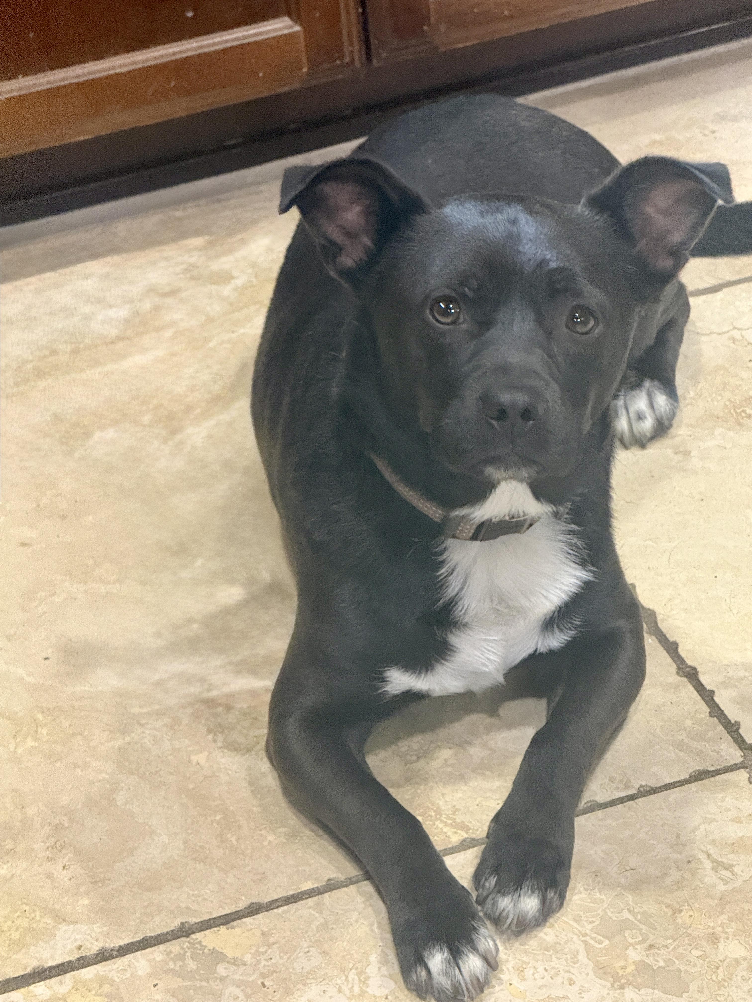 Enlarge Hugo, a Adoptable mixed breed in Mission, BC image 1/5