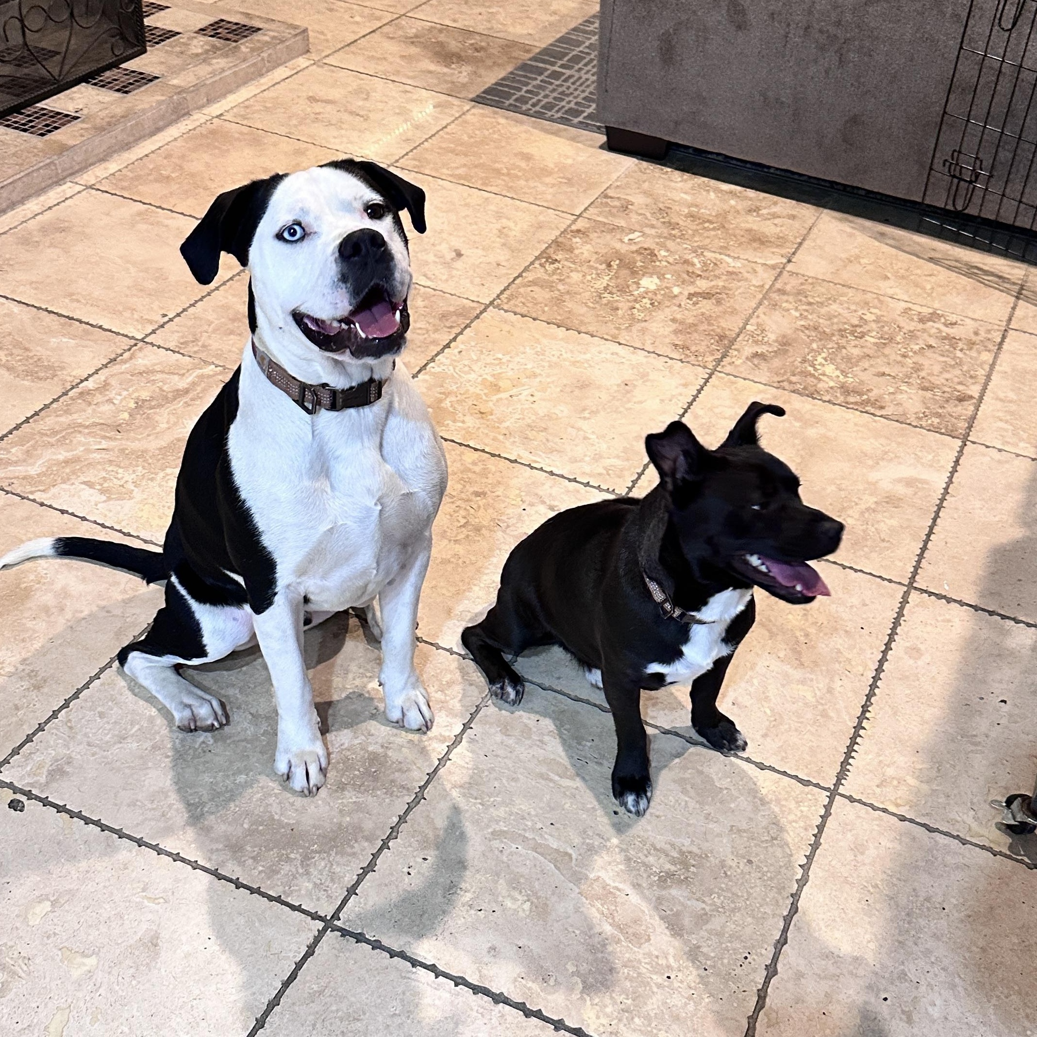 Hugo, a Adoptable mixed breed in Rancho Cucamonga, CA image 4/5