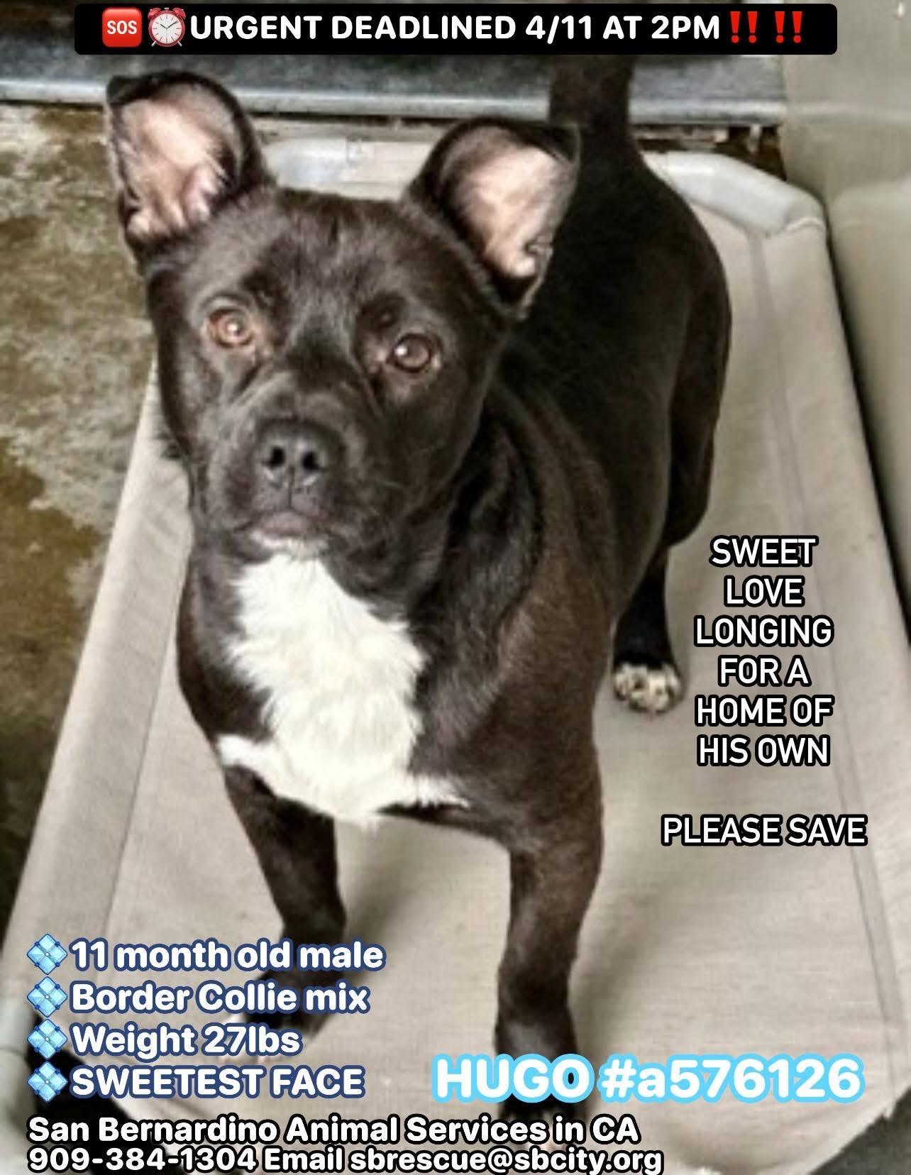 Enlarge Hugo, a Adoptable mixed breed in Mission, BC image 4/5