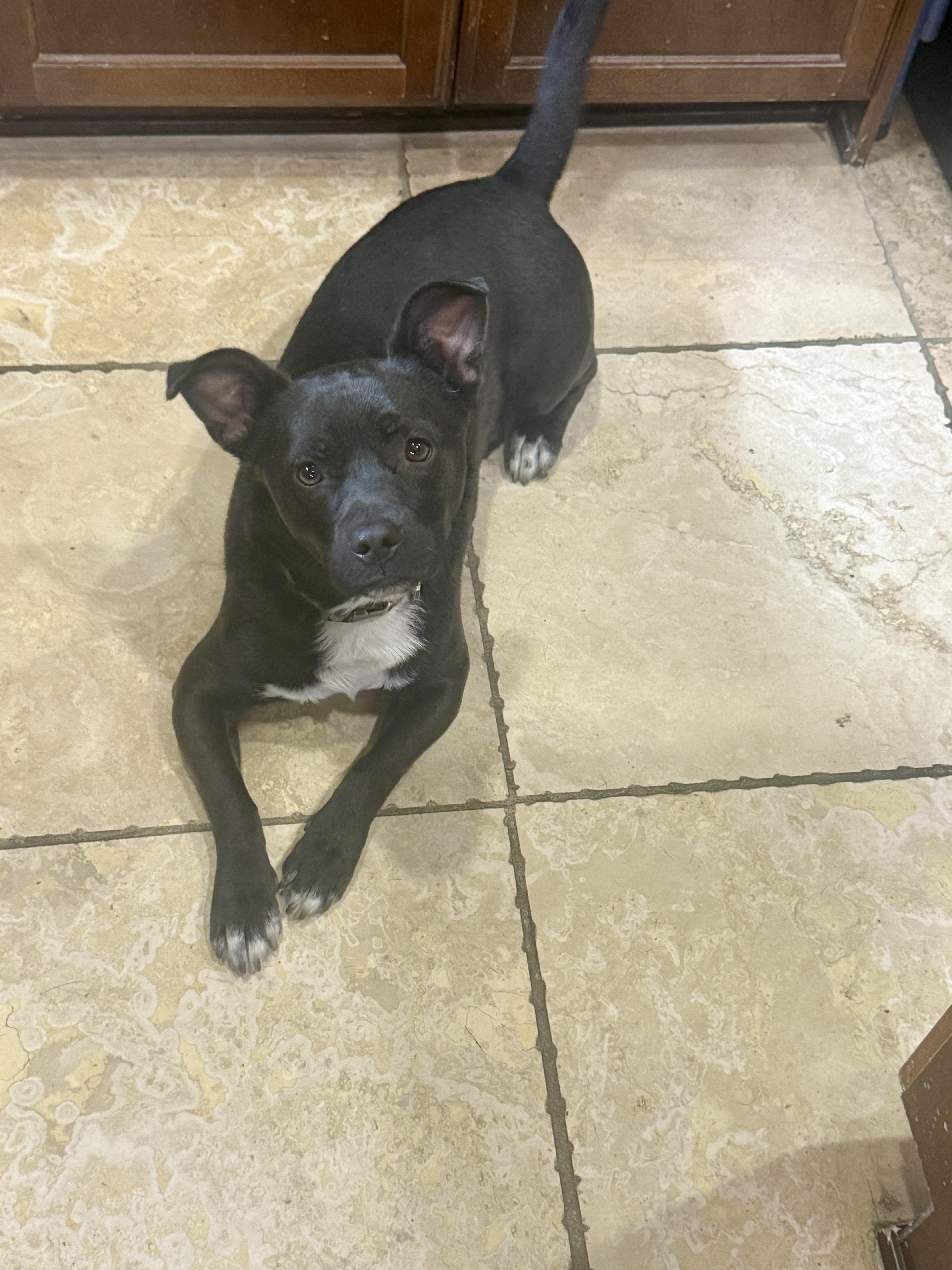 Enlarge Hugo, a Adoptable mixed breed in Mission, BC image 2/5