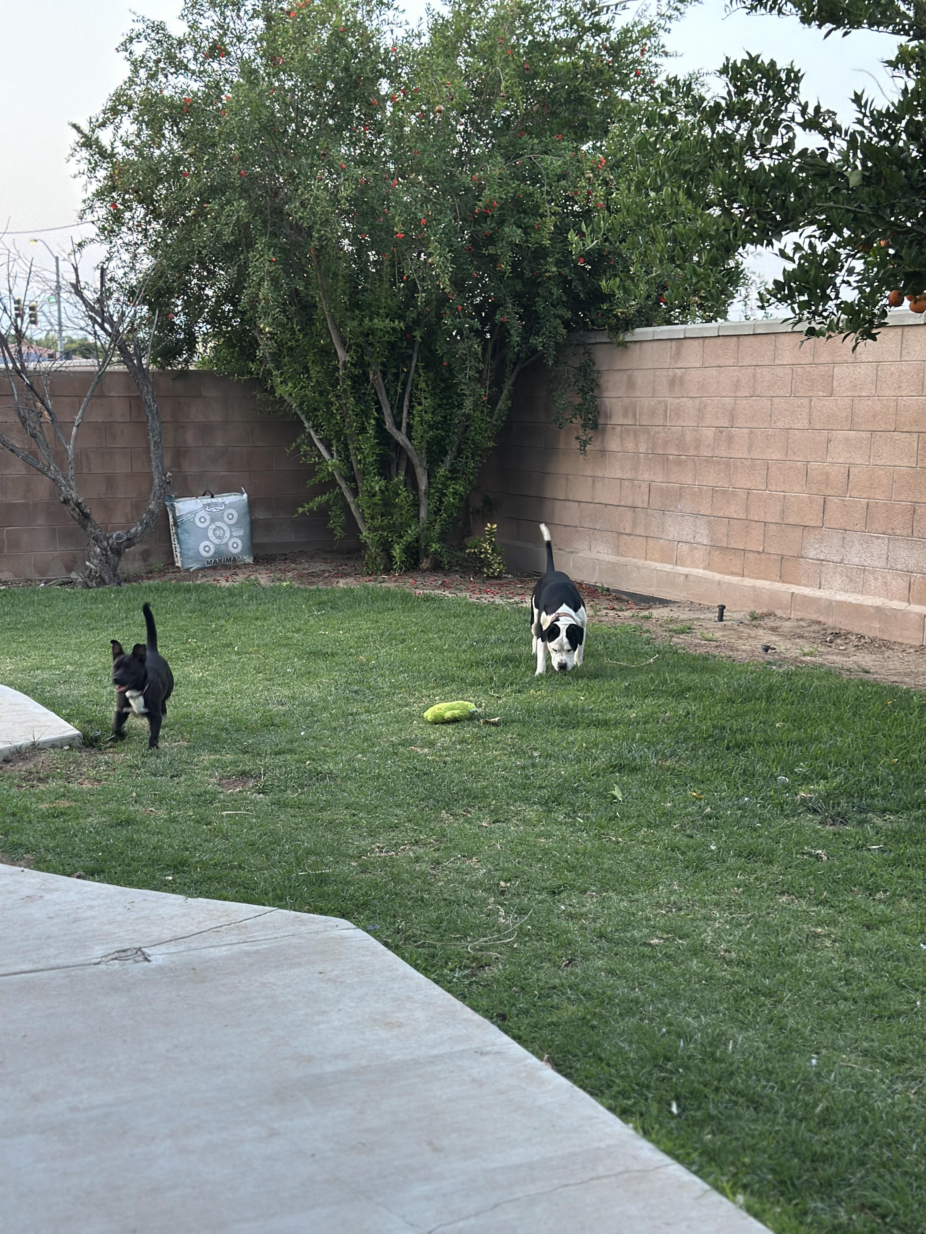 Hugo, a Adoptable mixed breed in Rancho Cucamonga, CA image 5/5