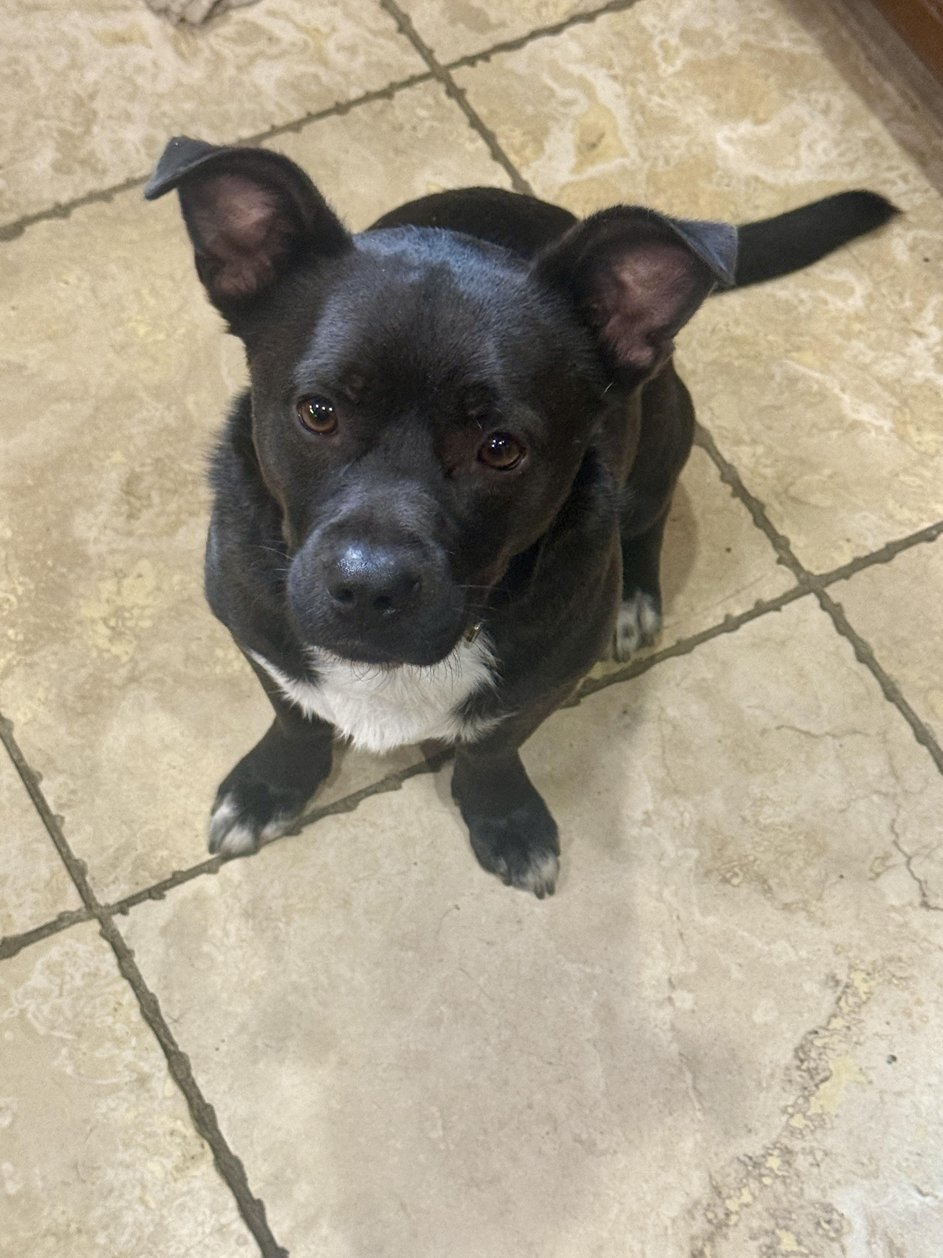 Enlarge Hugo, a Adoptable mixed breed in Mission, BC image 3/5