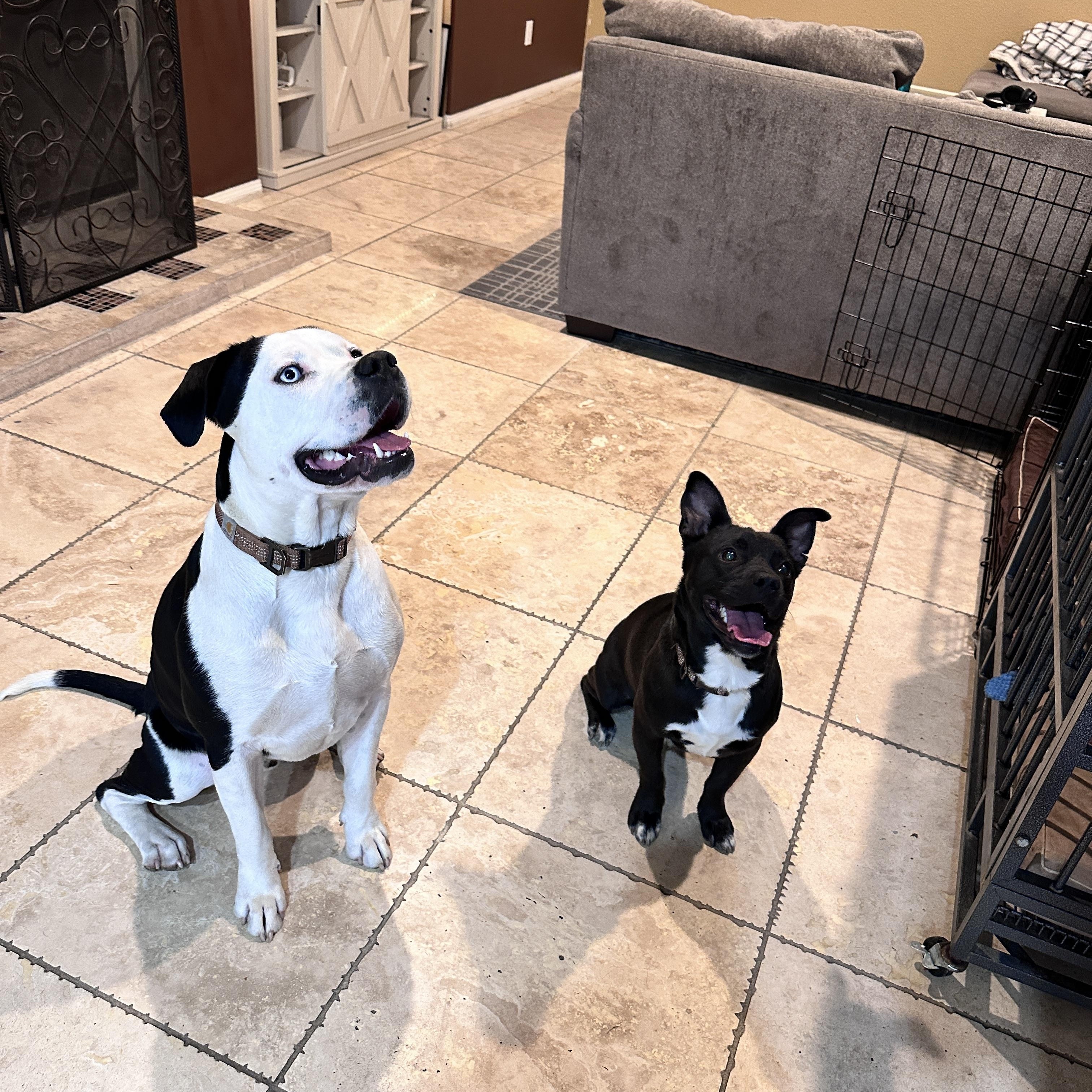 Enlarge Hugo, a Adoptable mixed breed in Mission, BC image 5/5