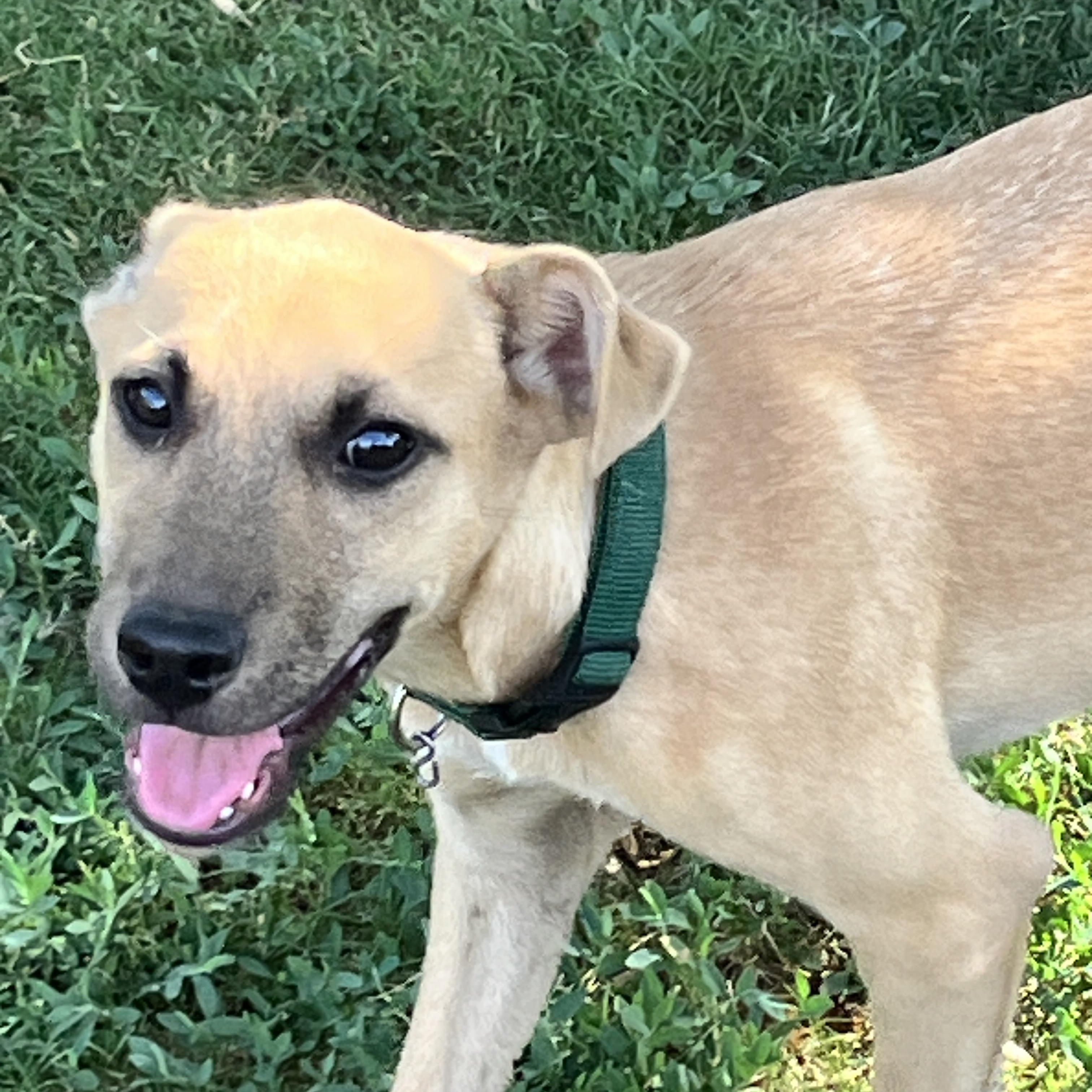 Forrest, Baby Male Carolina Dog