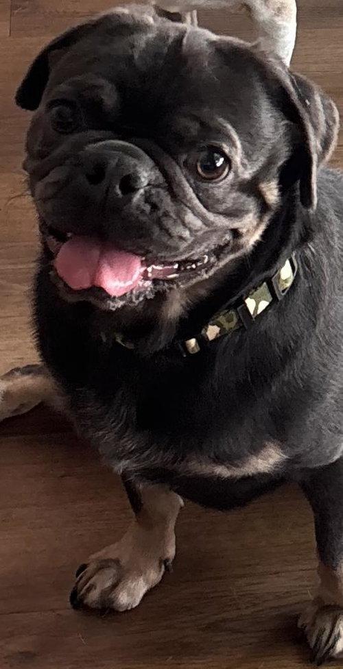 Chandler, ADOPTABLE, Adult Male Pug.