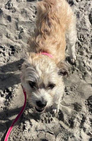 Enlarge Blossom, a Adoptable mixed breed in San Diego, CA image 2/3