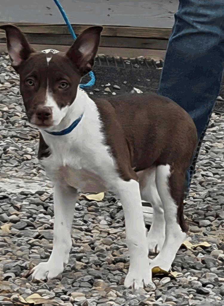 Darla, Adoptable, Puppy Female Australian Cattle Dog / Blue Heeler.