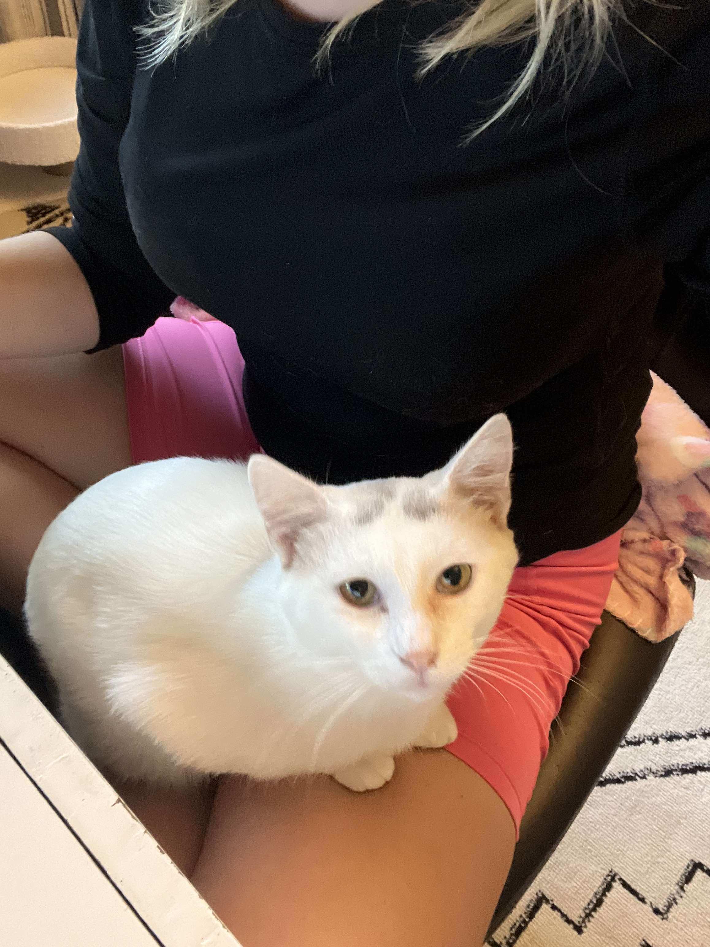 Enlarge Bug, a Adoptable Domestic Short Hair in Lincoln, NE image 3/6