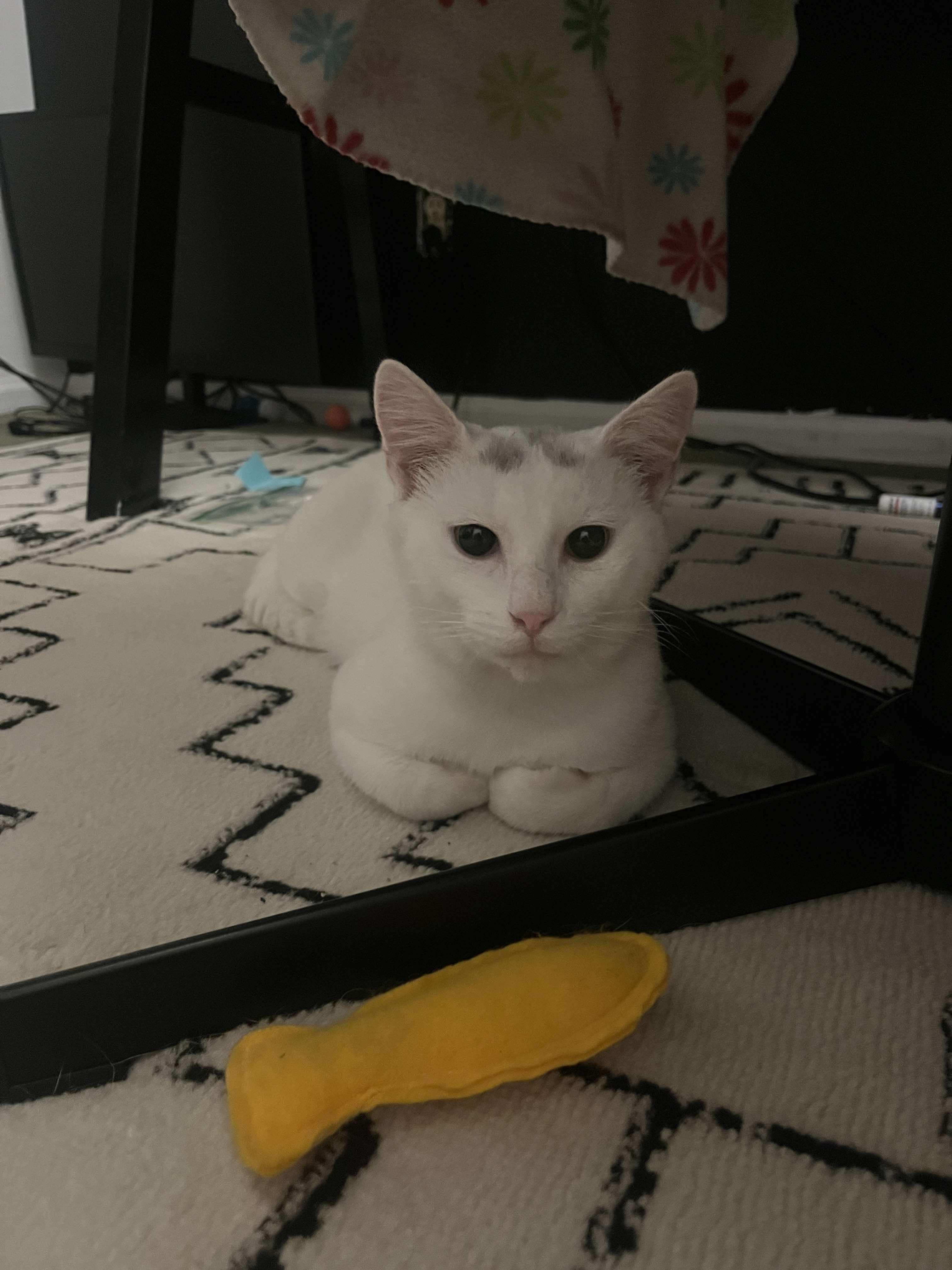 Enlarge Bug, a Adoptable Domestic Short Hair in Lincoln, NE image 6/6