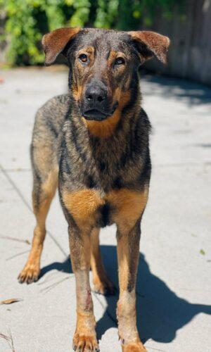 AC-4914 ''Seven" Rescue Only, ADOPTABLE, Adult Male Shepherd.