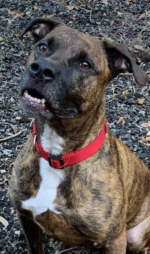 Enlarge Sonny, a Adopted mixed breed in Saint Augustine, FL image 1/3